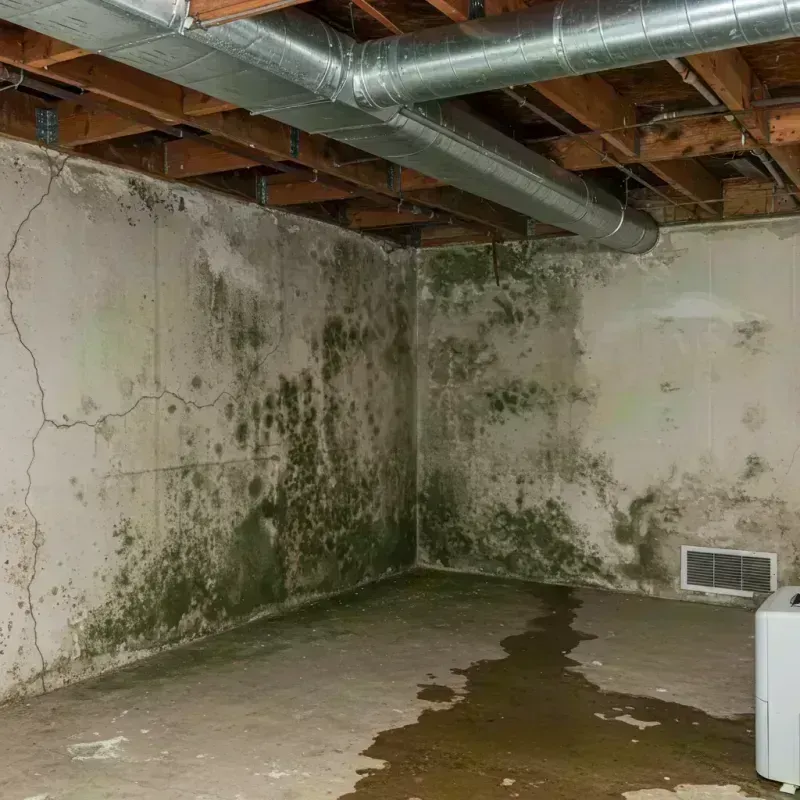 Professional Mold Removal in Kenner, LA